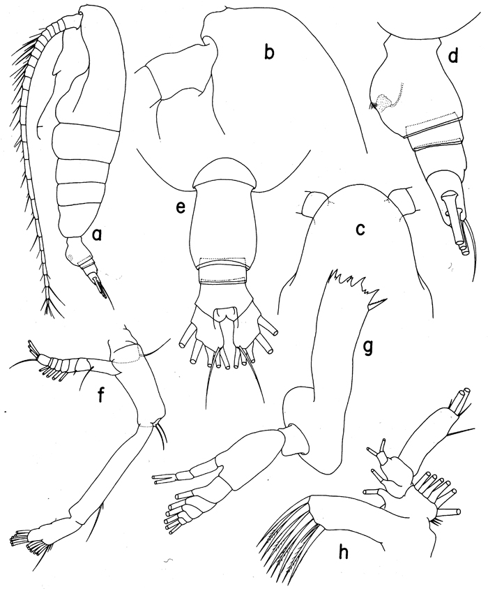 Species Euaugaptilus brevirostratus - Plate 1 of morphological figures