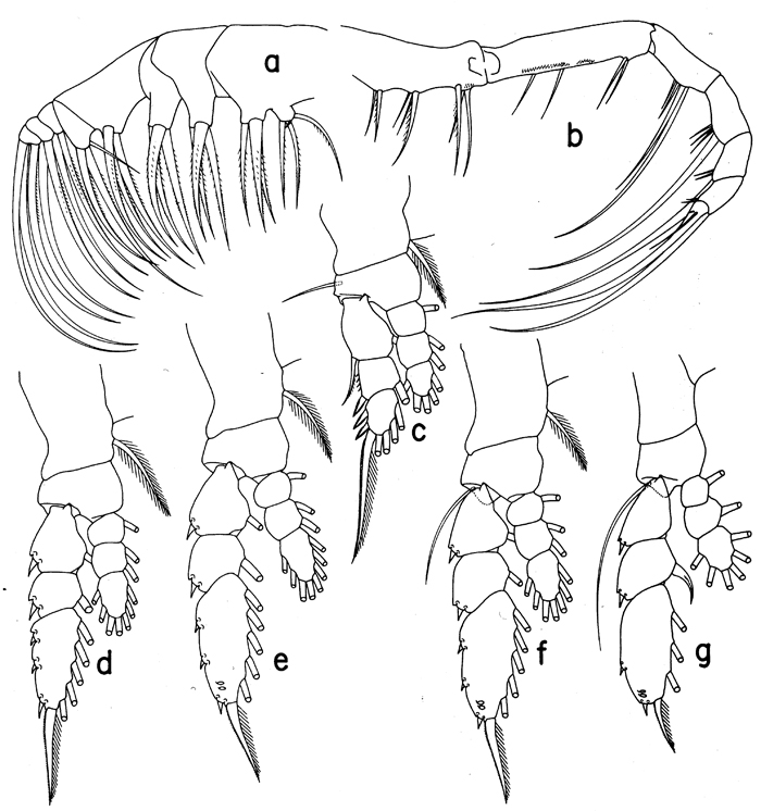 Species Euaugaptilus brevirostratus - Plate 2 of morphological figures