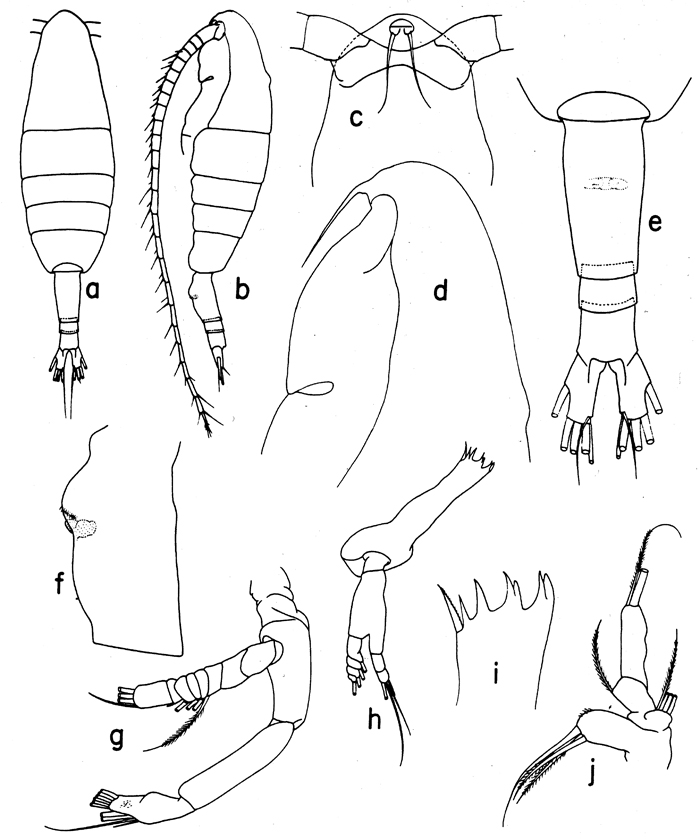 Espce Euaugaptilus bullifer - Planche 8 de figures morphologiques