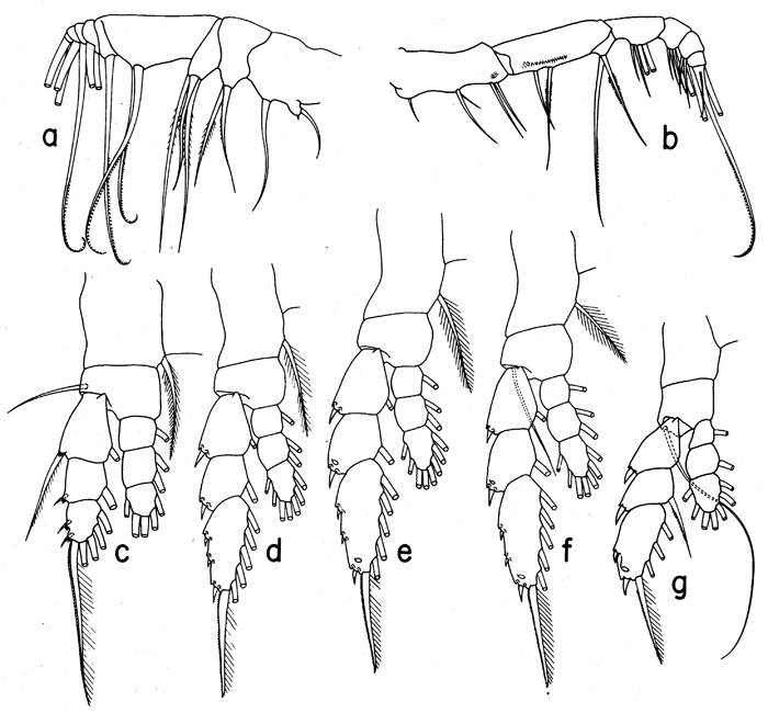 Species Euaugaptilus bullifer - Plate 9 of morphological figures