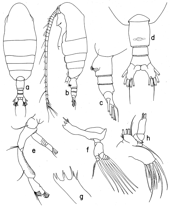 Espce Euaugaptilus gibbus - Planche 2 de figures morphologiques