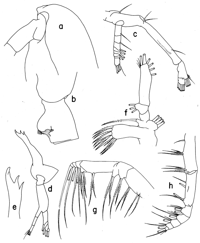 Espce Euaugaptilus angustus - Planche 6 de figures morphologiques