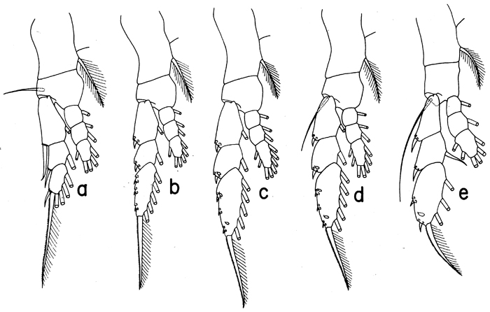 Species Euaugaptilus angustus - Plate 7 of morphological figures