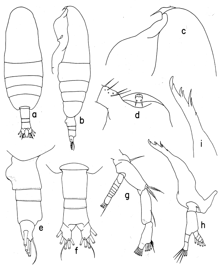 Species Euaugaptilus laticeps - Plate 7 of morphological figures