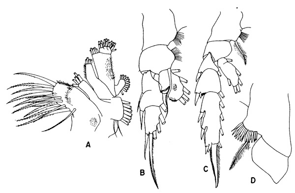 Species Pseudochirella obtusa - Plate 3 of morphological figures
