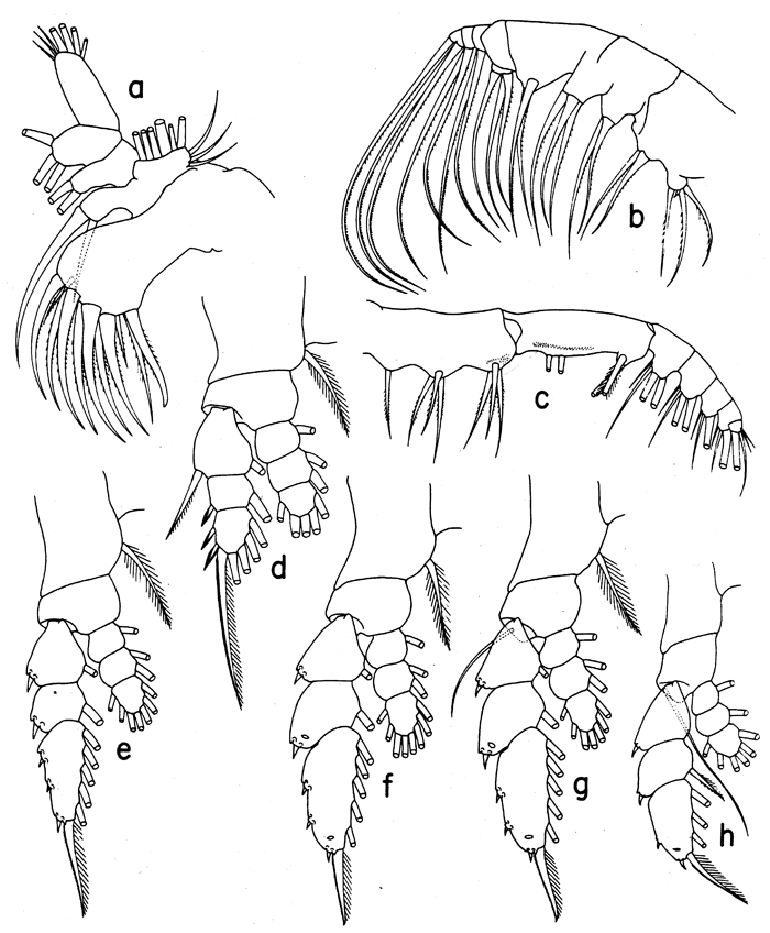 Species Euaugaptilus laticeps - Plate 8 of morphological figures