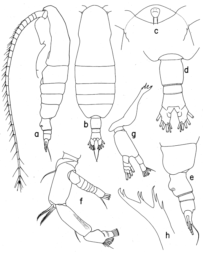 Espce Euaugaptilus antarcticus - Planche 1 de figures morphologiques
