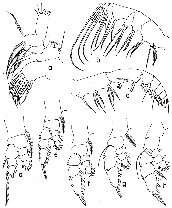 Species Euaugaptilus antarcticus - Plate 2 of morphological figures