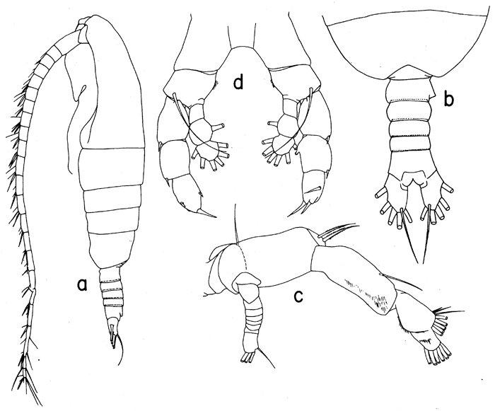 Espce Euaugaptilus antarcticus - Planche 3 de figures morphologiques