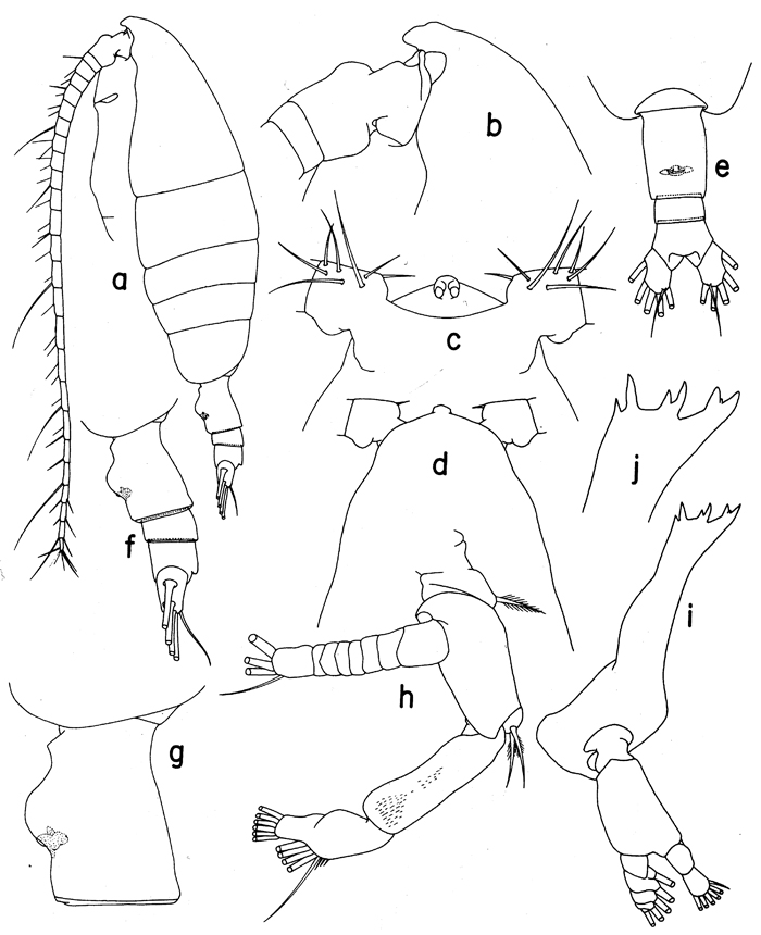 Espce Euaugaptilus austrinus - Planche 1 de figures morphologiques