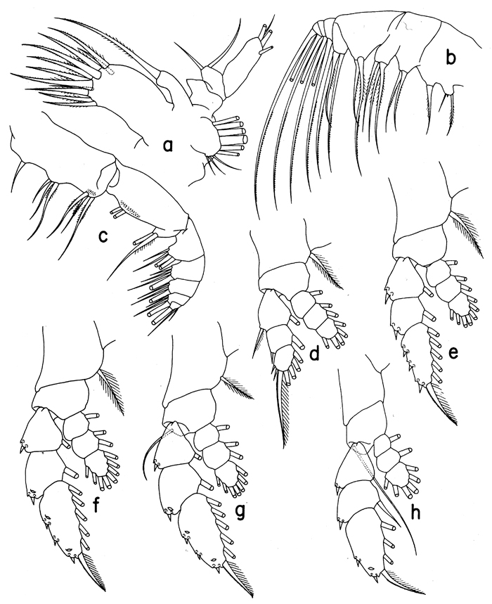 Espce Euaugaptilus austrinus - Planche 2 de figures morphologiques