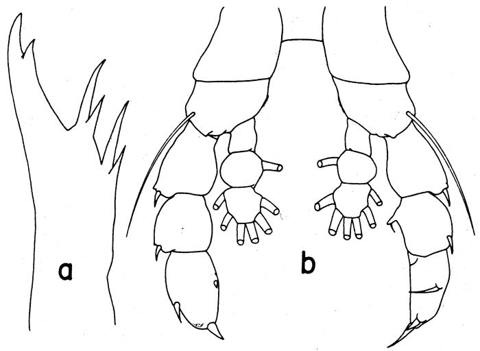 Espce Euaugaptilus magnus - Planche 7 de figures morphologiques
