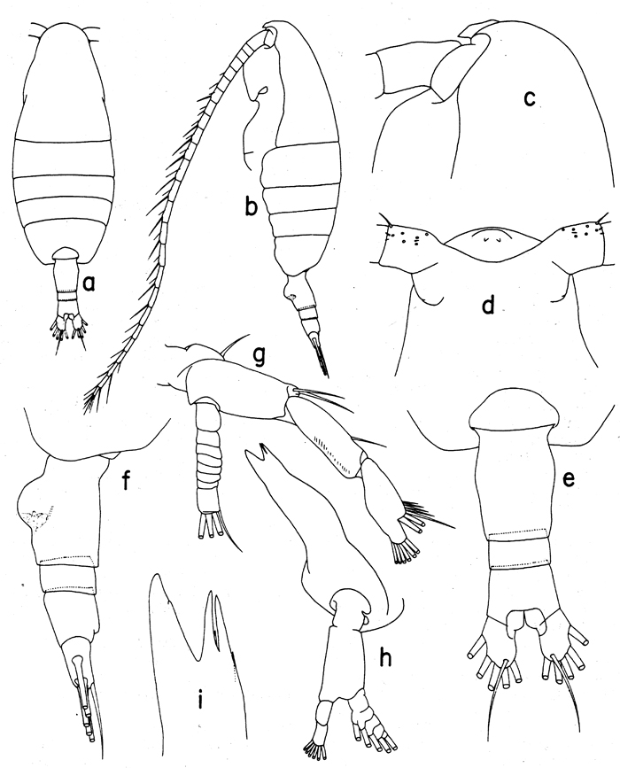 Espèce Euaugaptilus oblongus - Planche 7 de figures morphologiques
