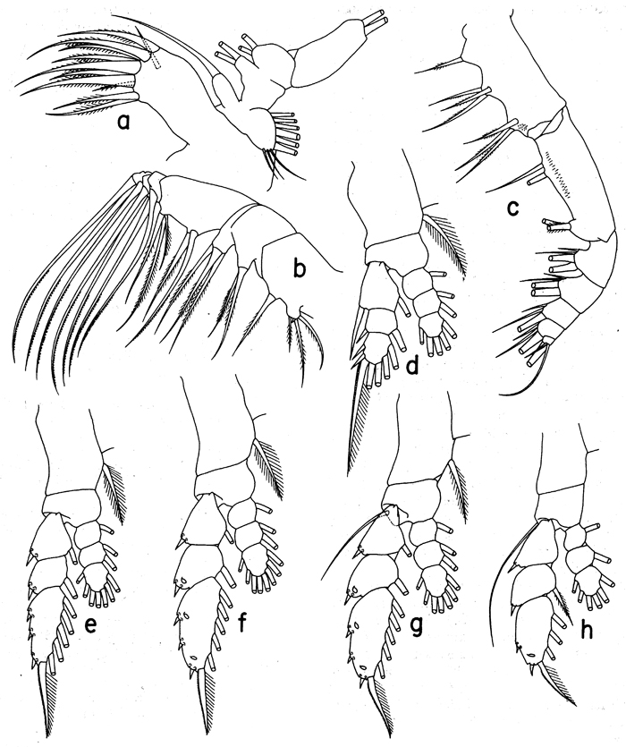 Espèce Euaugaptilus oblongus - Planche 8 de figures morphologiques