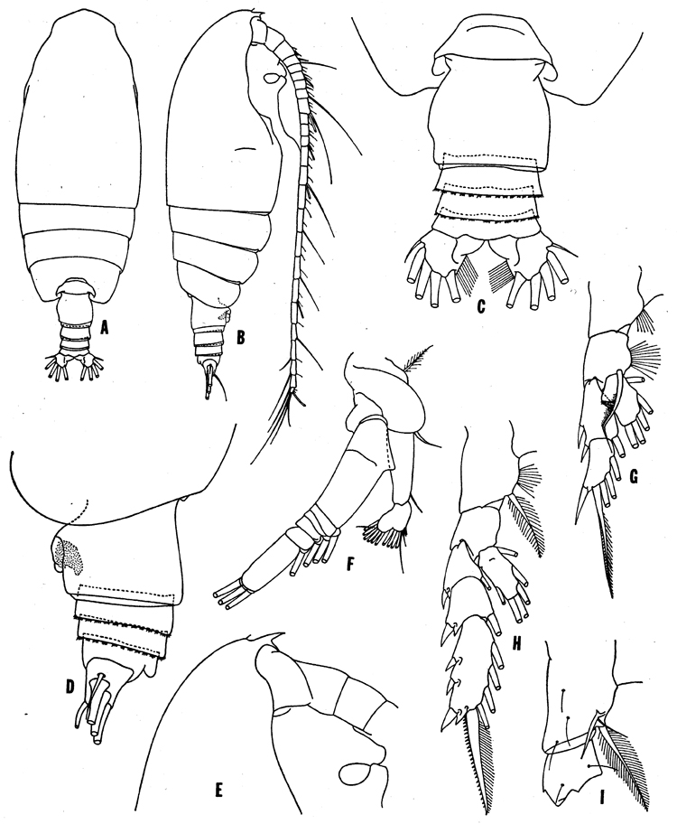 Species Euchirella pseudotruncata - Plate 3 of morphological figures