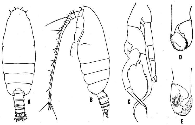 Espce Euchirella pseudotruncata - Planche 4 de figures morphologiques