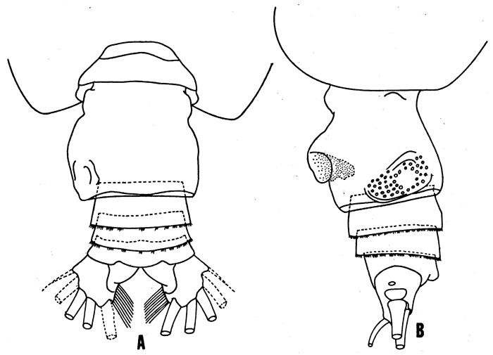 Espce Euchirella truncata - Planche 7 de figures morphologiques