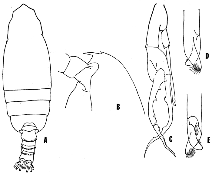 Espce Euchirella splendens - Planche 3 de figures morphologiques