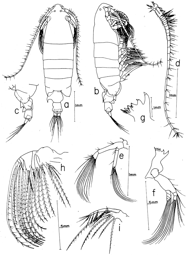 Species Epilabidocera longipedata - Plate 4 of morphological figures