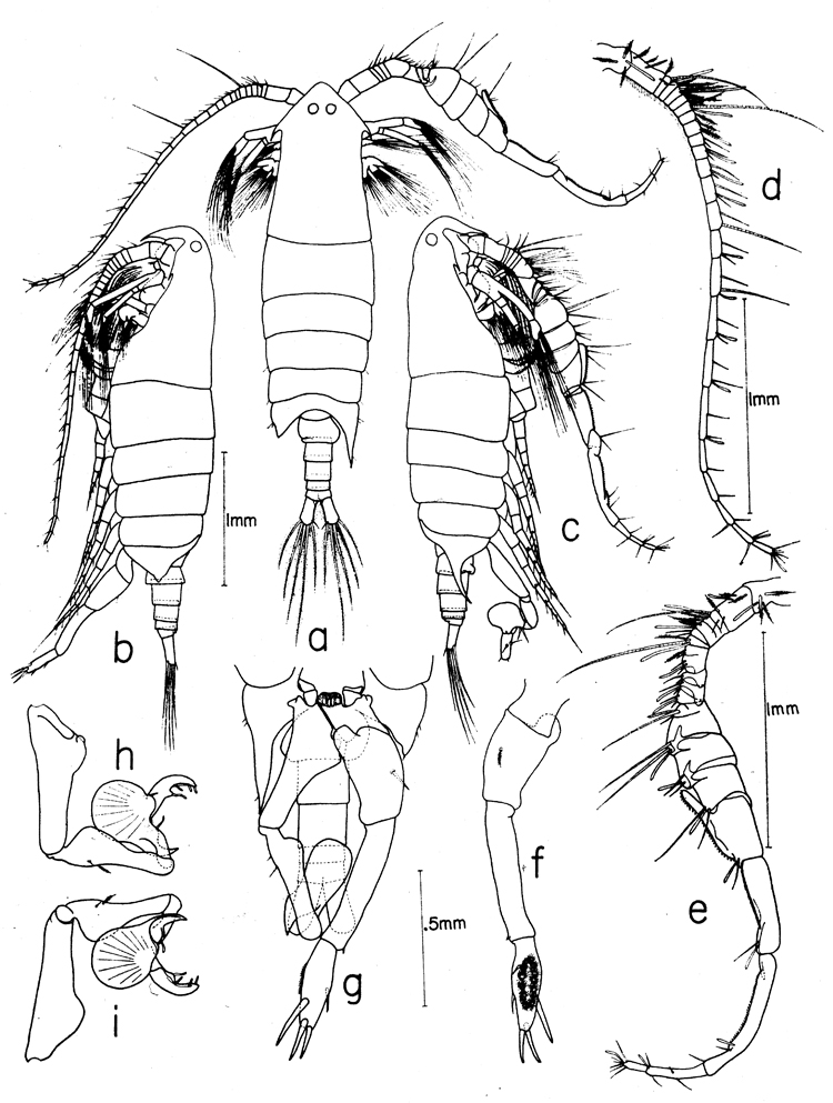 Species Epilabidocera longipedata - Plate 6 of morphological figures