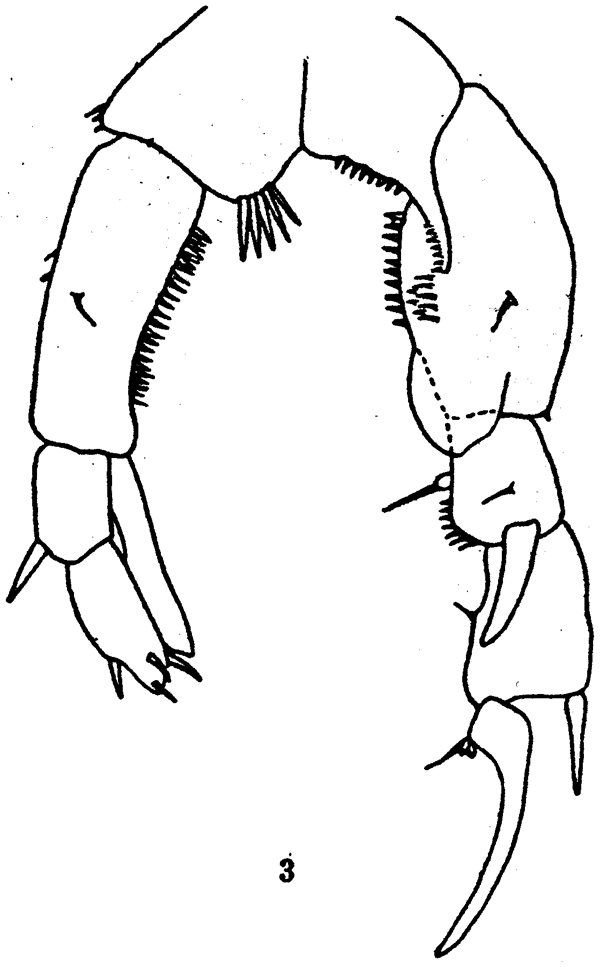 Espce Pseudodiaptomus pelagicus - Planche 3 de figures morphologiques