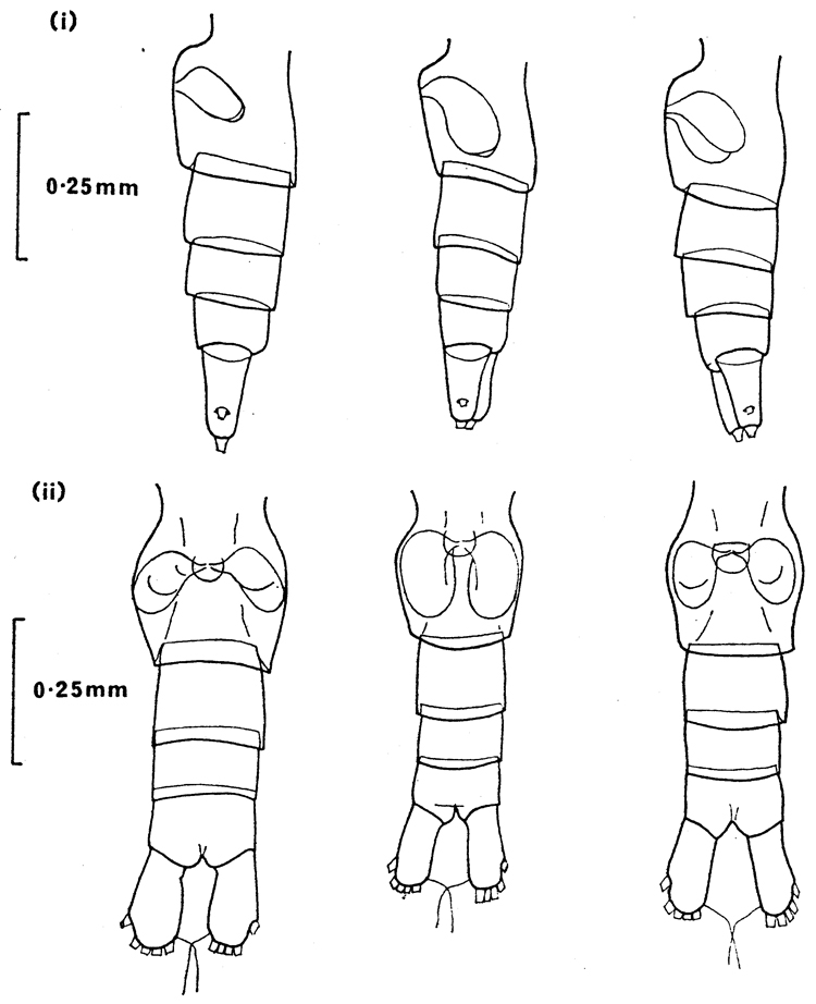 Species Calanus finmarchicus - Plate 7 of morphological figures