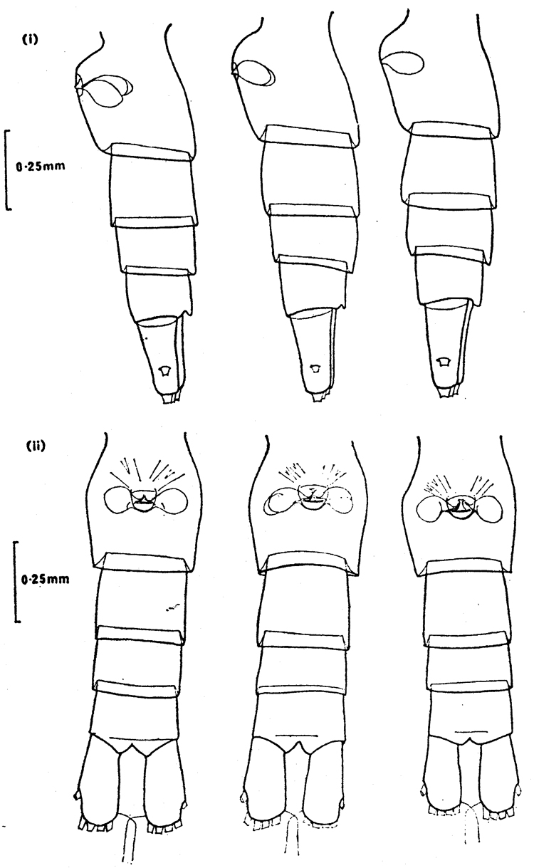 Species Calanus glacialis - Plate 3 of morphological figures