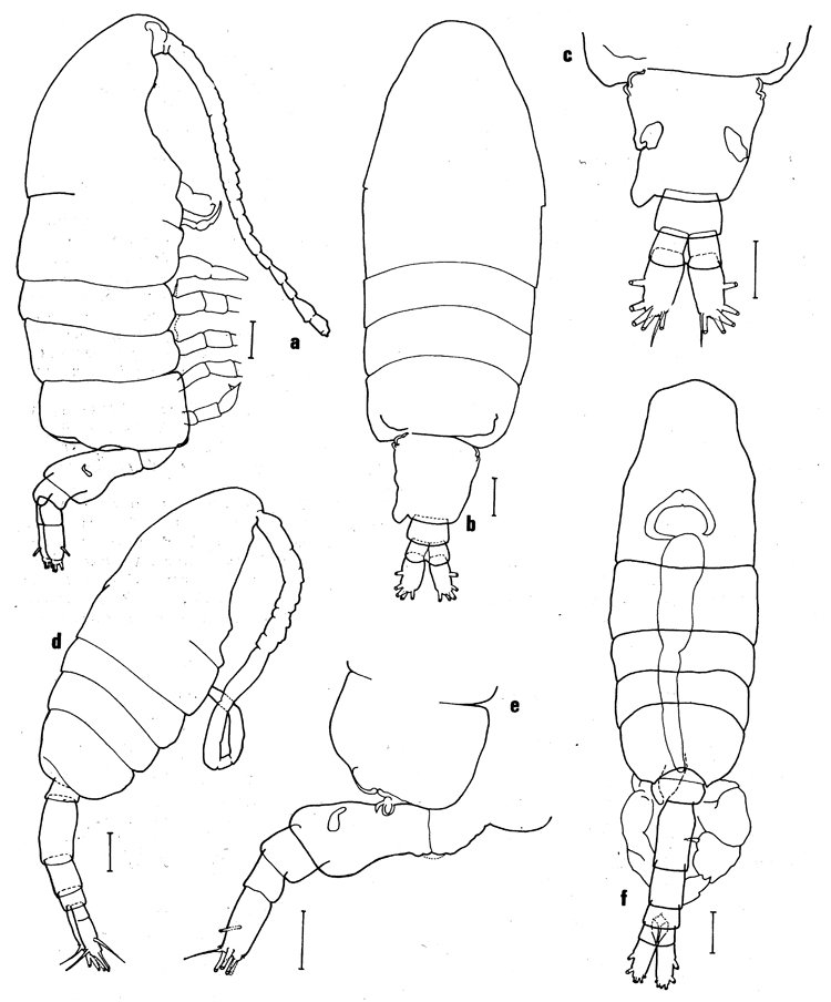 Espèce Paralabidocera grandispina - Planche 1 de figures morphologiques