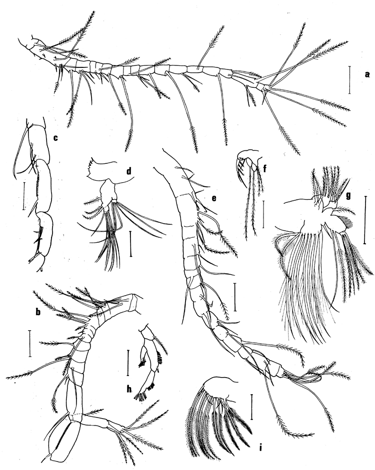Espèce Paralabidocera grandispina - Planche 2 de figures morphologiques