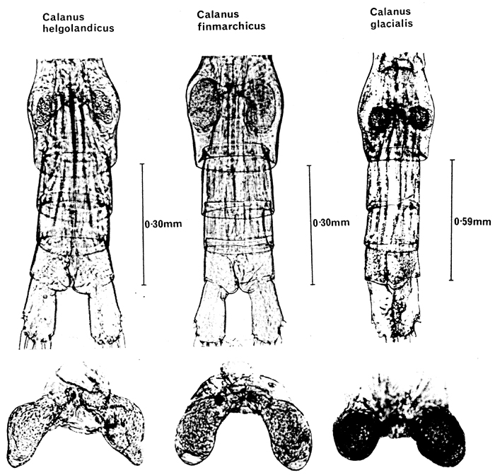 Species Calanus helgolandicus - Plate 6 of morphological figures