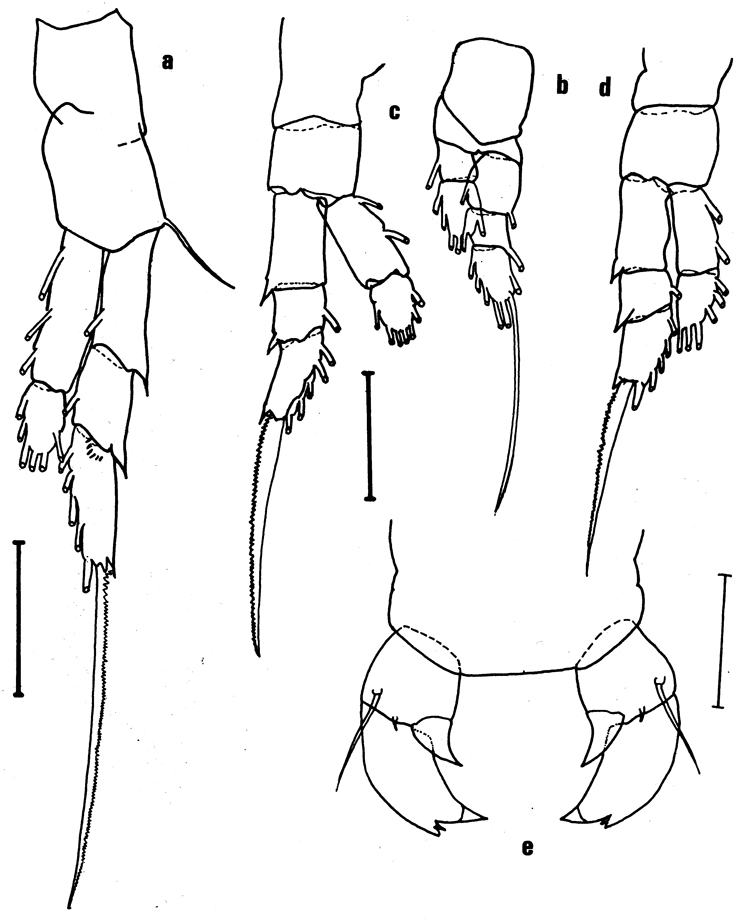 Espèce Paralabidocera grandispina - Planche 3 de figures morphologiques