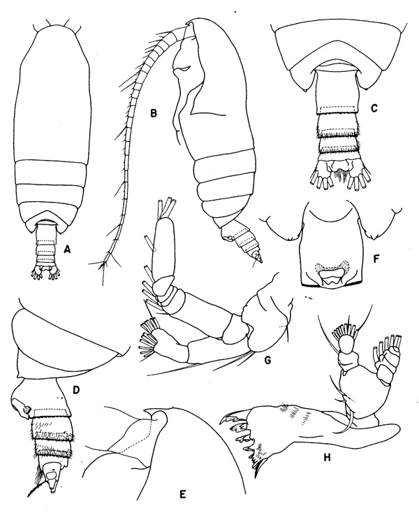 Espce Pseudochirella batillipa - Planche 1 de figures morphologiques