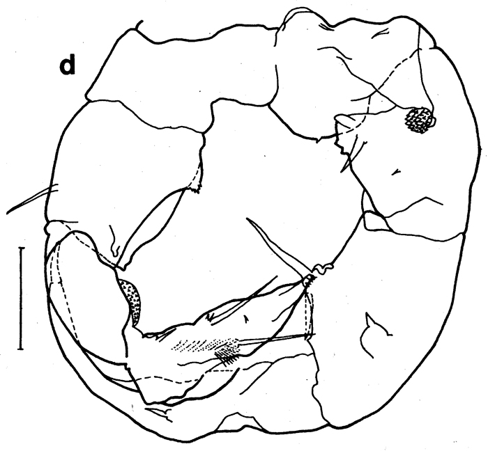 Espèce Paralabidocera antarctica - Planche 5 de figures morphologiques