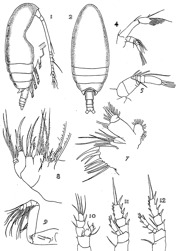 Espce Paracomantenna minor - Planche 1 de figures morphologiques