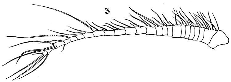 Espce Paracomantenna minor - Planche 2 de figures morphologiques