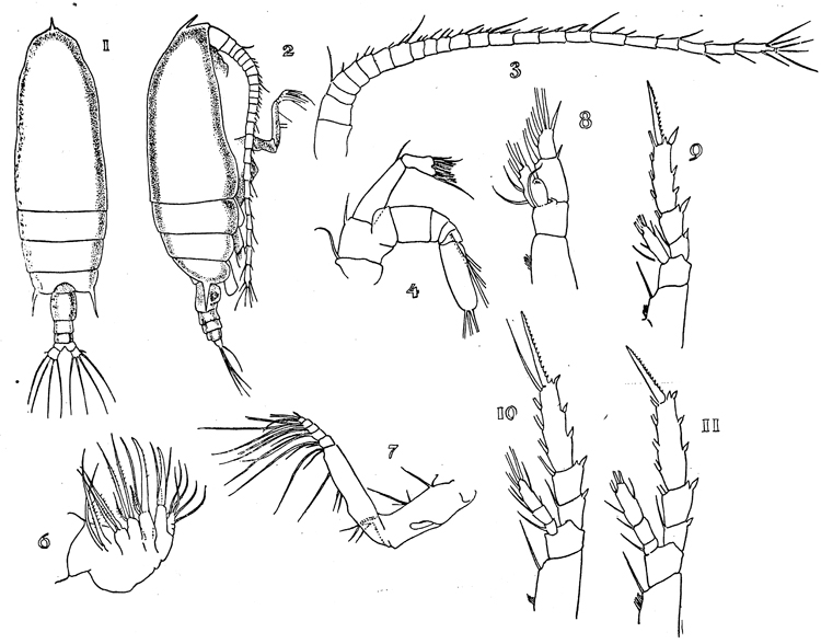 Species Gaetanus minor - Plate 9 of morphological figures