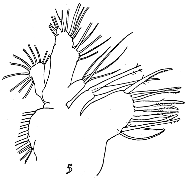 Species Gaetanus minor - Plate 10 of morphological figures