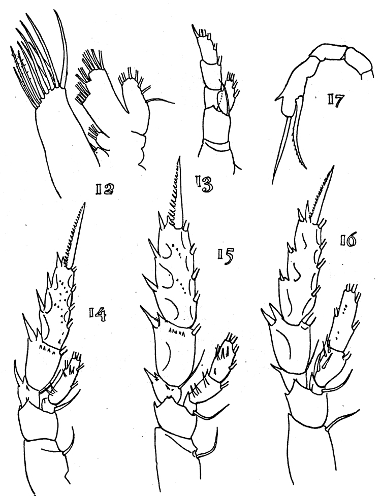 Espèce Scaphocalanus echinatus - Planche 8 de figures morphologiques