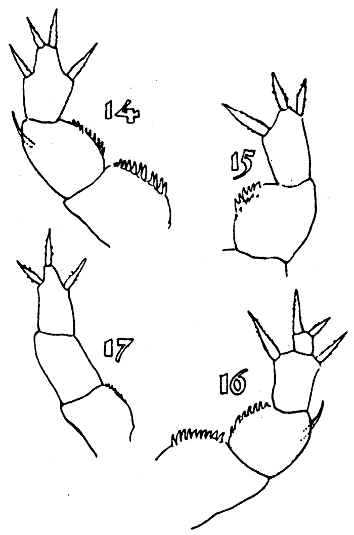Species Xanthocalanus minor - Plate 4 of morphological figures