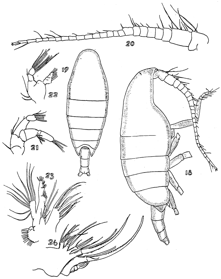 Espce Xanthocalanus pinguis - Planche 4 de figures morphologiques