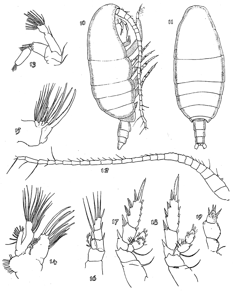 Species Xanthocalanus obtusus - Plate 2 of morphological figures