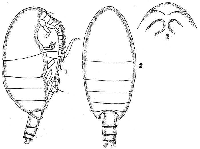 Species Brachycalanus atlanticus - Plate 1 of morphological figures