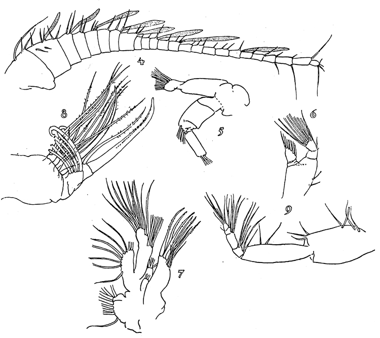 Espce Brachycalanus atlanticus - Planche 2 de figures morphologiques