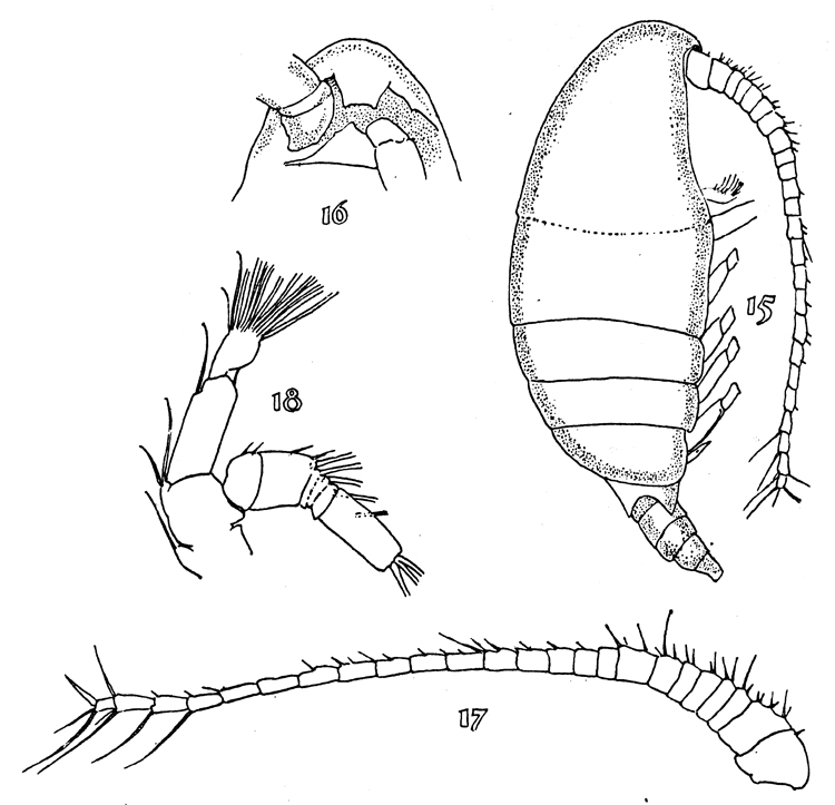 Espèce Neoscolecithrix koehleri - Planche 2 de figures morphologiques