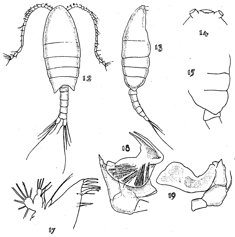 Species Nullosetigera helgae - Plate 9 of morphological figures