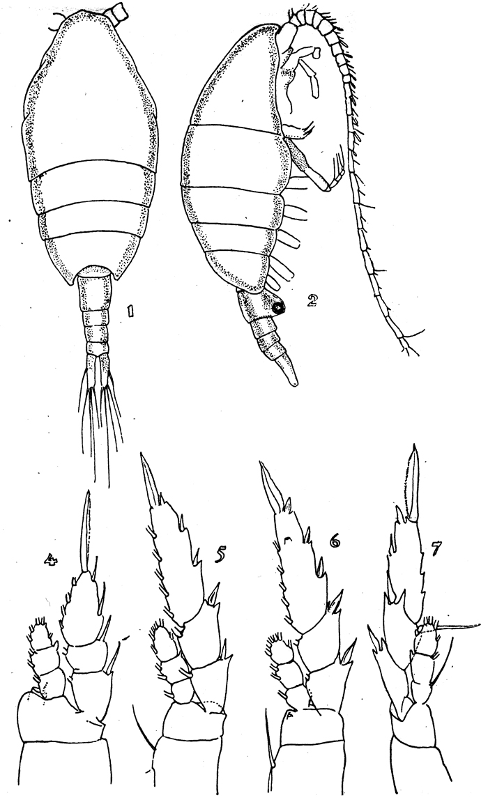 Species Lucicutia curta - Plate 7 of morphological figures
