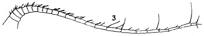 Species Lucicutia curta - Plate 8 of morphological figures