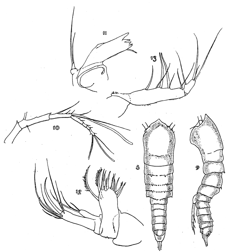 Species Aegisthus spinulosus - Plate 1 of morphological figures