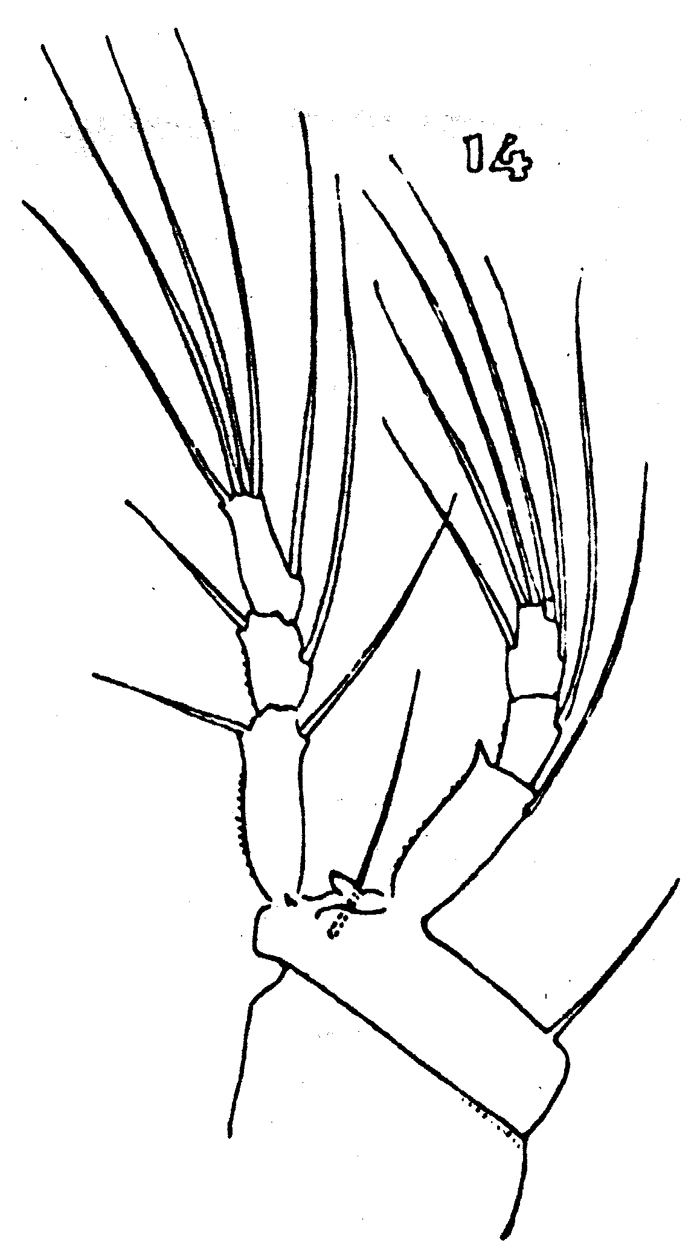 Species Aegisthus spinulosus - Plate 2 of morphological figures