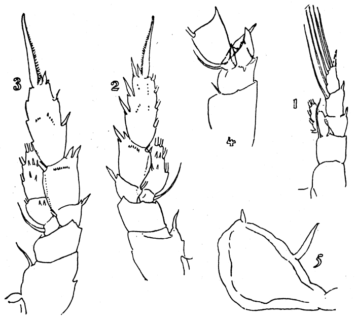Species Pseudoamallothrix ovata - Plate 10 of morphological figures